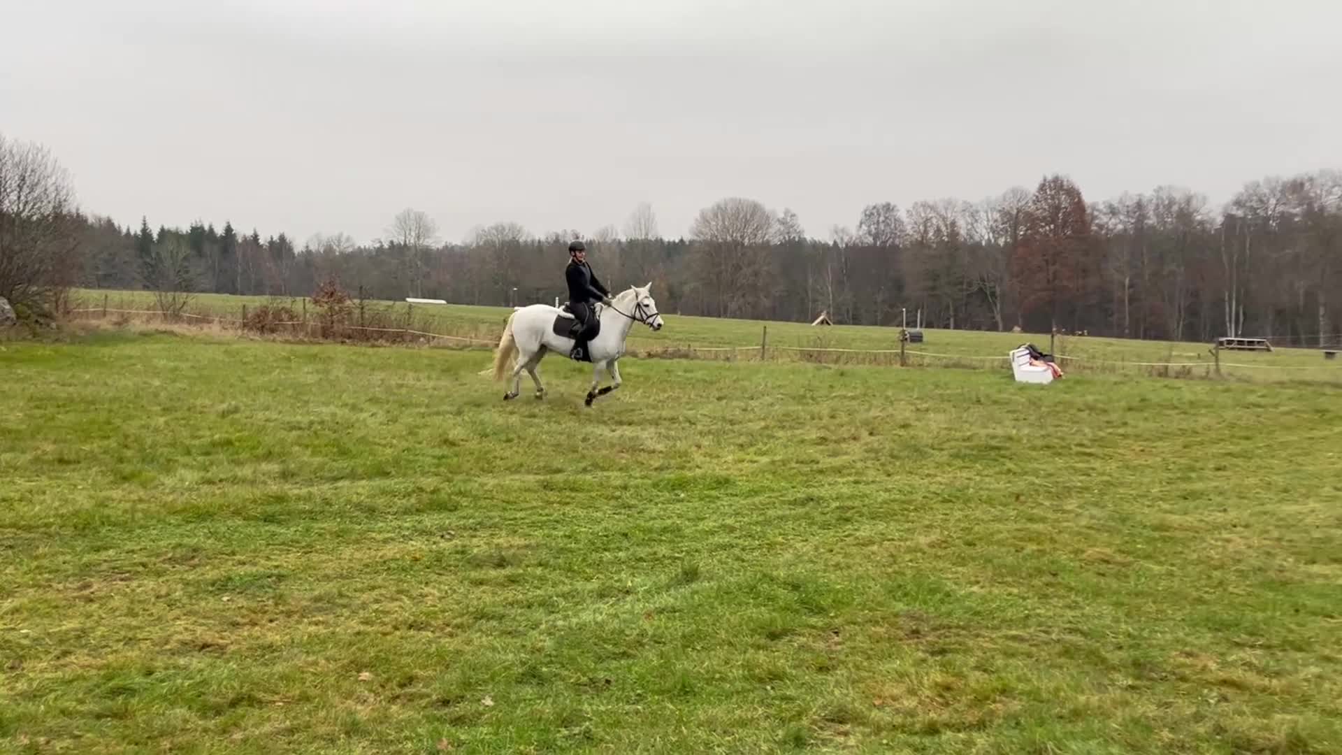 Hoppning hästar till salu: Maxad d-ponny för hopp, dressyr eller fälttävlan  - Video 3