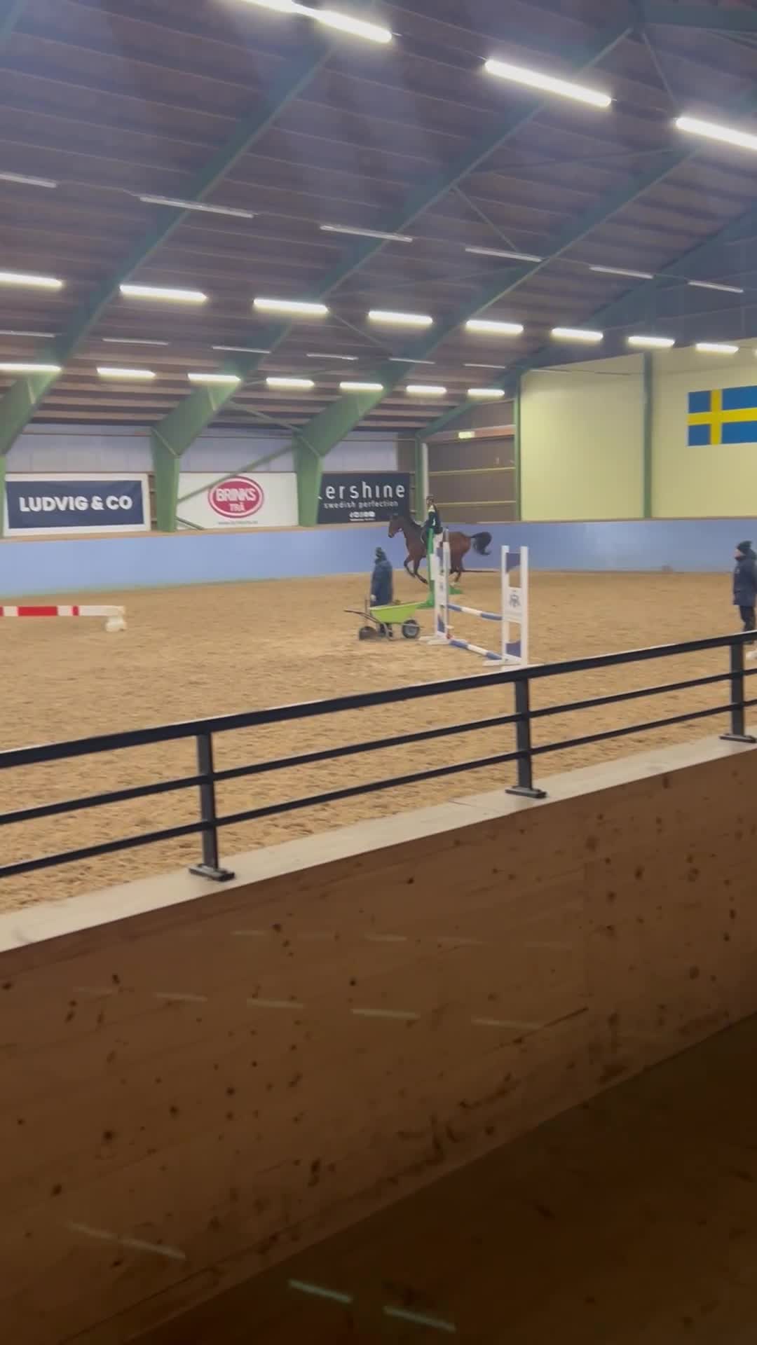 Hoppning hästar till salu: Välstammad hopptalang Swb - Video 2