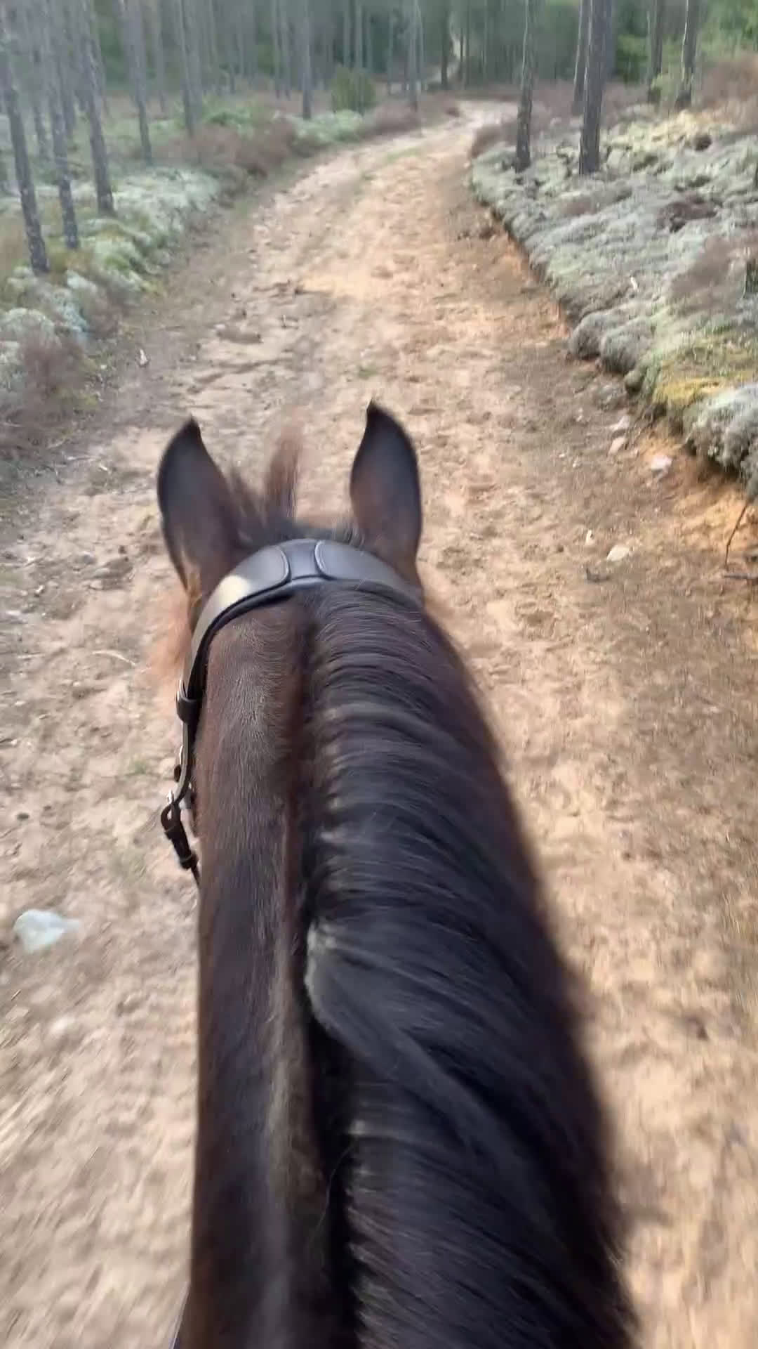  stallplats finnes: Lediga stallplatser i mysigt stall i Habo - Video 1