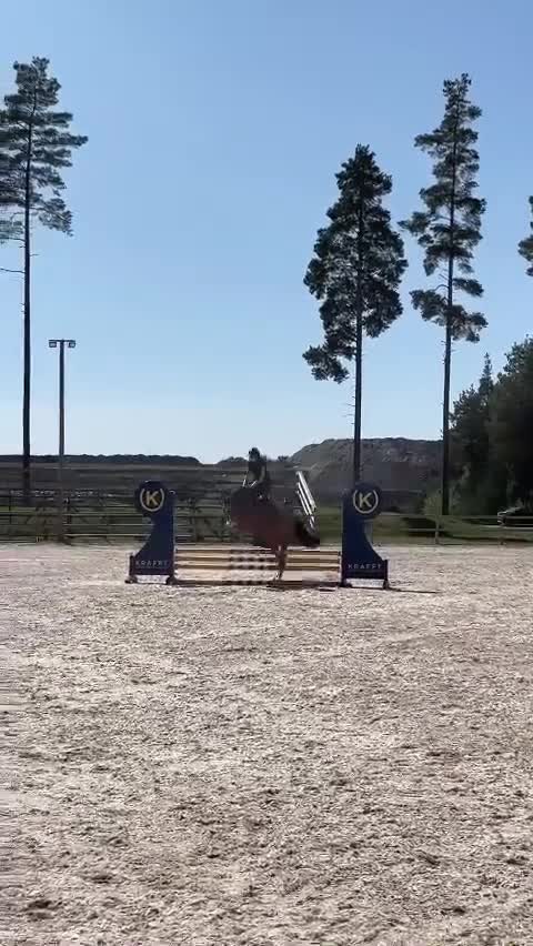 Dressyr hästar till salu: Fin Dressyrhäst  - Video 1