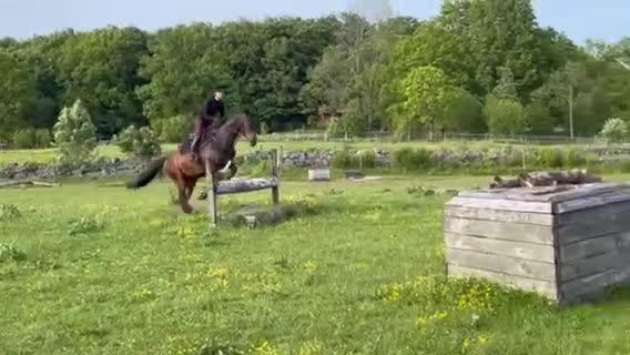 Hoppning hästar till salu: Bästavän i Fristad - Video 3
