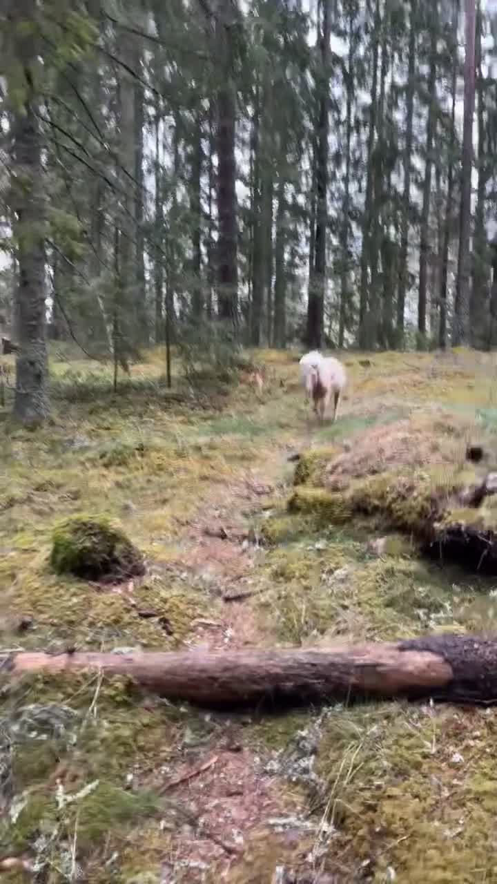 Allround hästar till salu: 🍿Världens sötaste Popcorn🍿 - Video 2