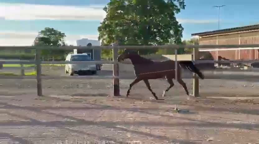 Allround hästar till salu: Super spännande projekt!  - Video 1
