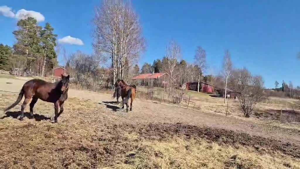 Avelshästar hästar till salu: Till salu Avel - Video 2