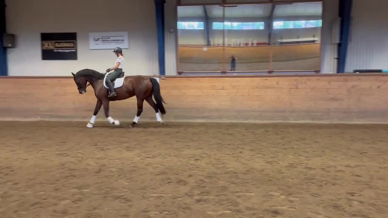 Dressyr hästar till salu: SWB gångartssto för dressyr  - Video 2