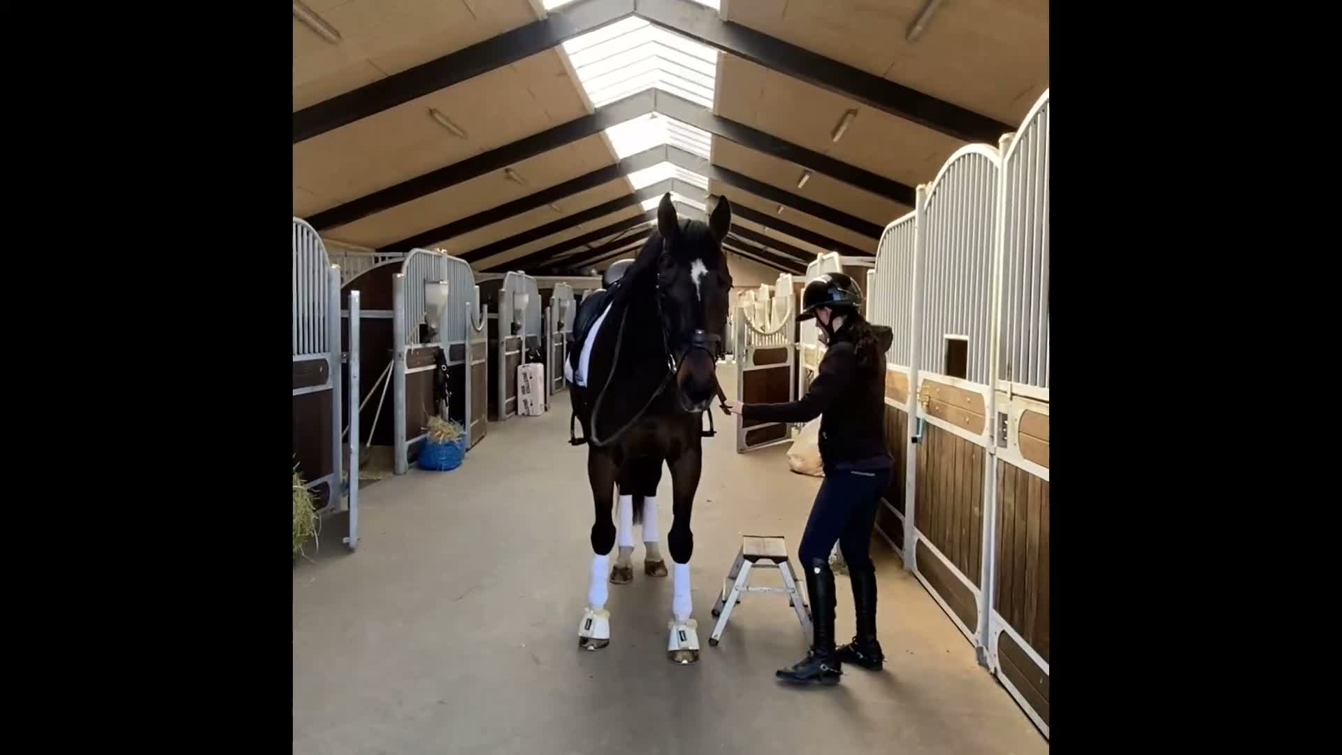 Dressyr hästar till salu: Smuk hest med stor udstråling sælges - Video 1