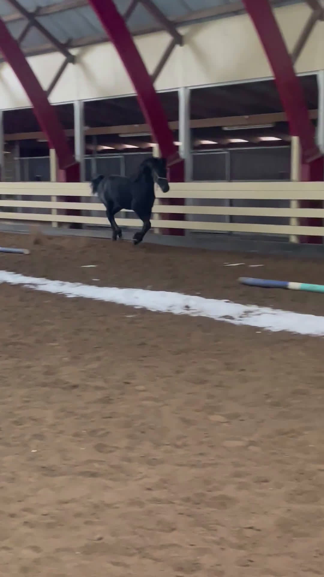 Allround hästar till salu: Snygg kille! i Grästorp - Video 1