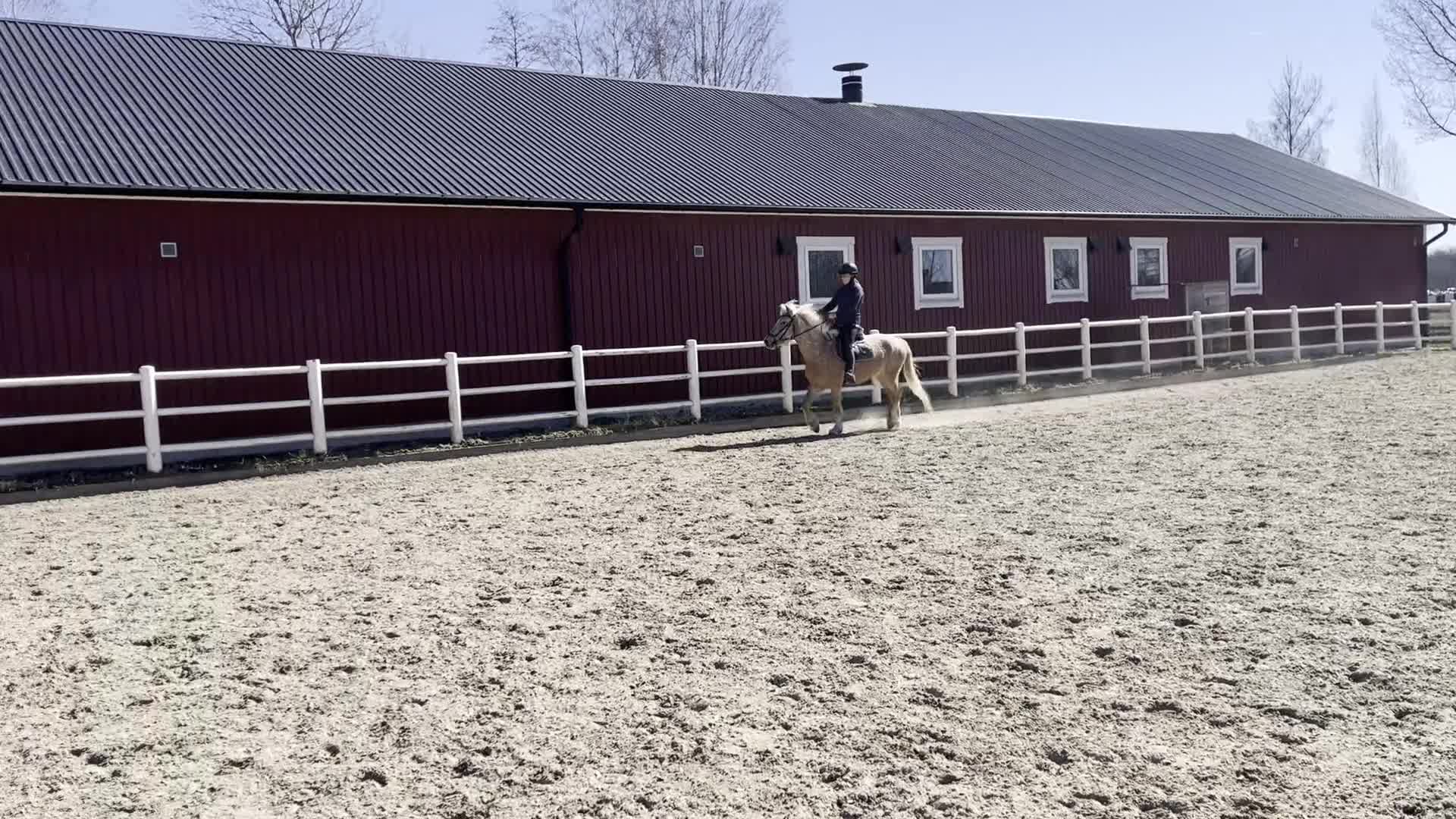 Allround hästar till salu: Trevlig och okomplicerad inriden valack - Video 1