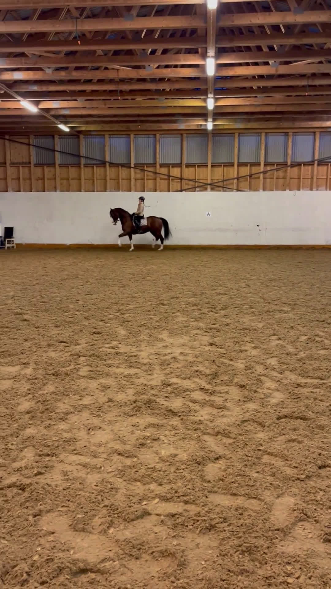 Dressyr hästar till salu: Genom snäll valack med utstålning i Flisby - Video 1