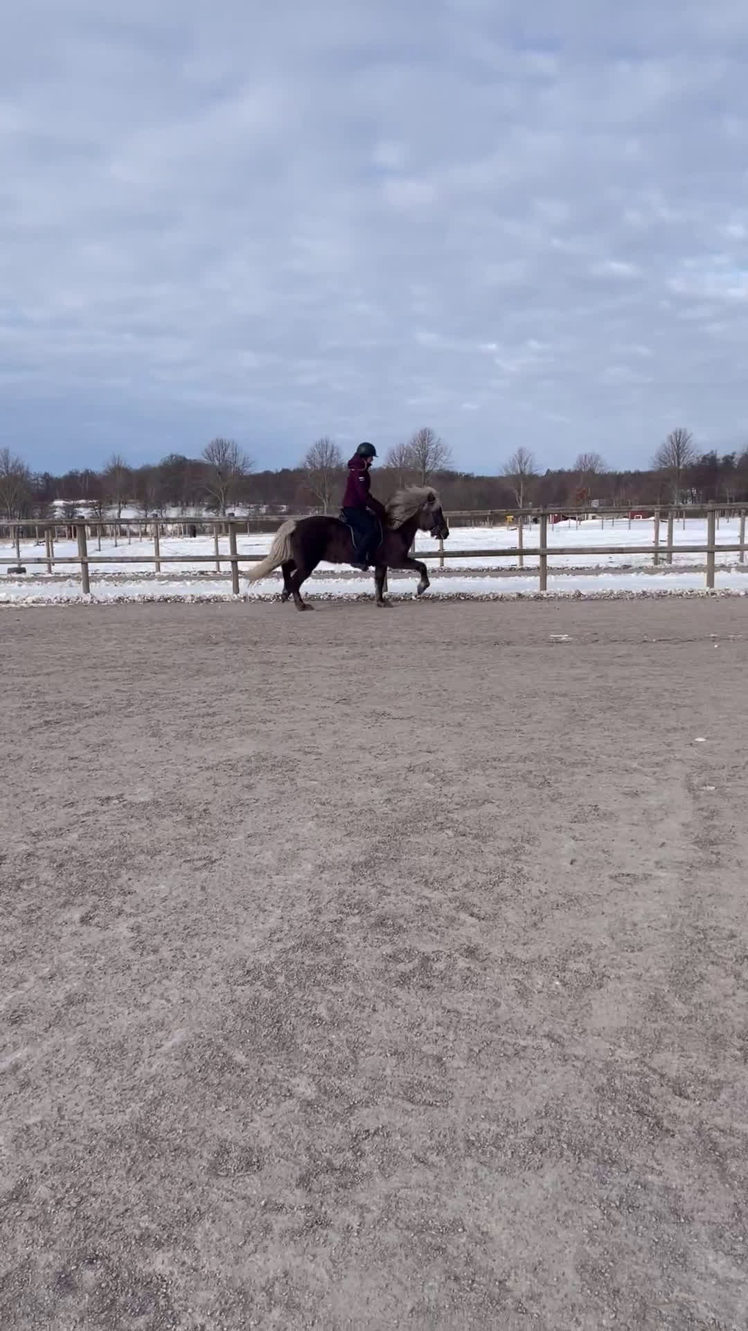 Island hästar till salu: Uttrycksfullt fyrgångssto ✨ i Halmstad - Video 3