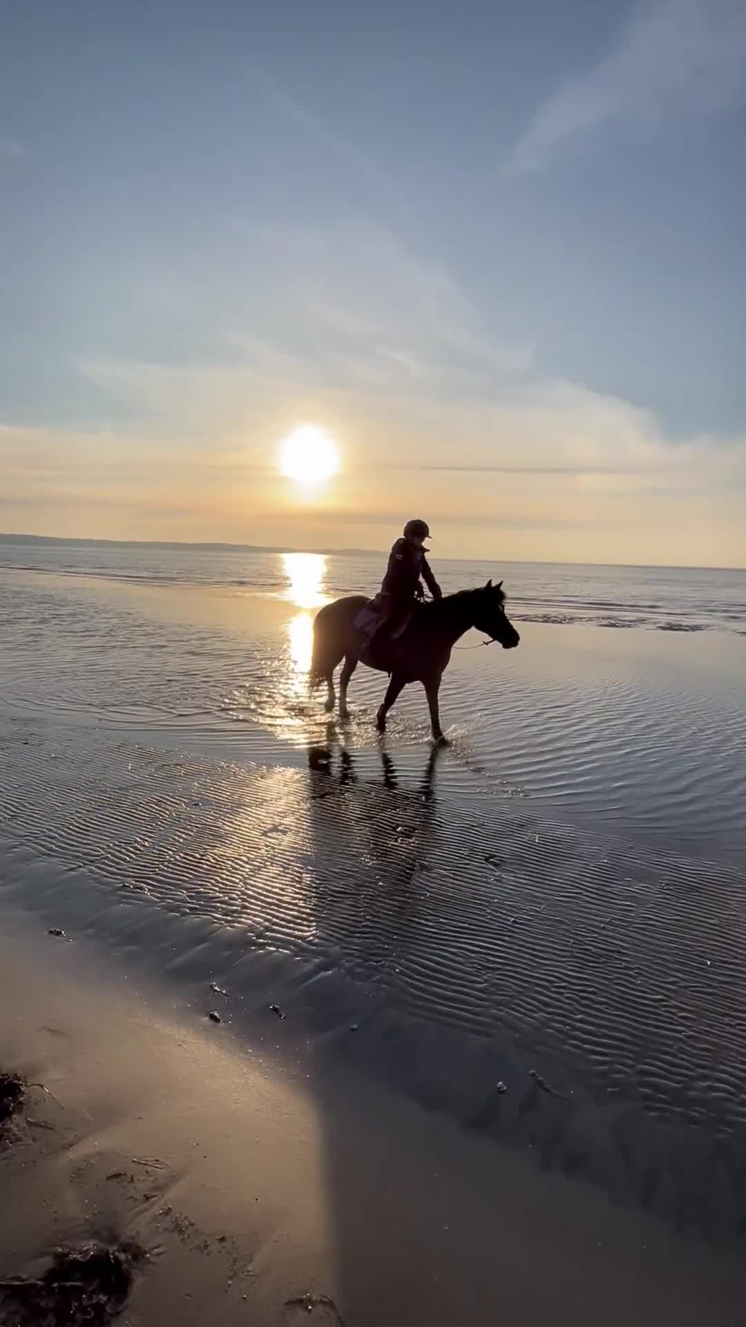 Allround hästar till salu: Allround ponny - Video 3