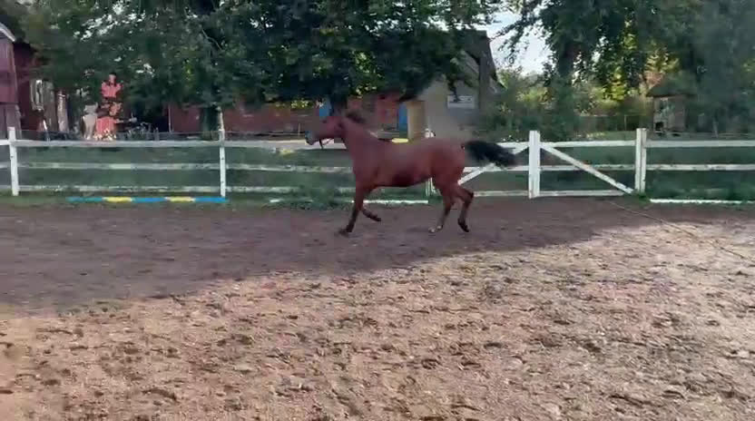 Dressyr hästar till salu: Zafferano sto - Video 5