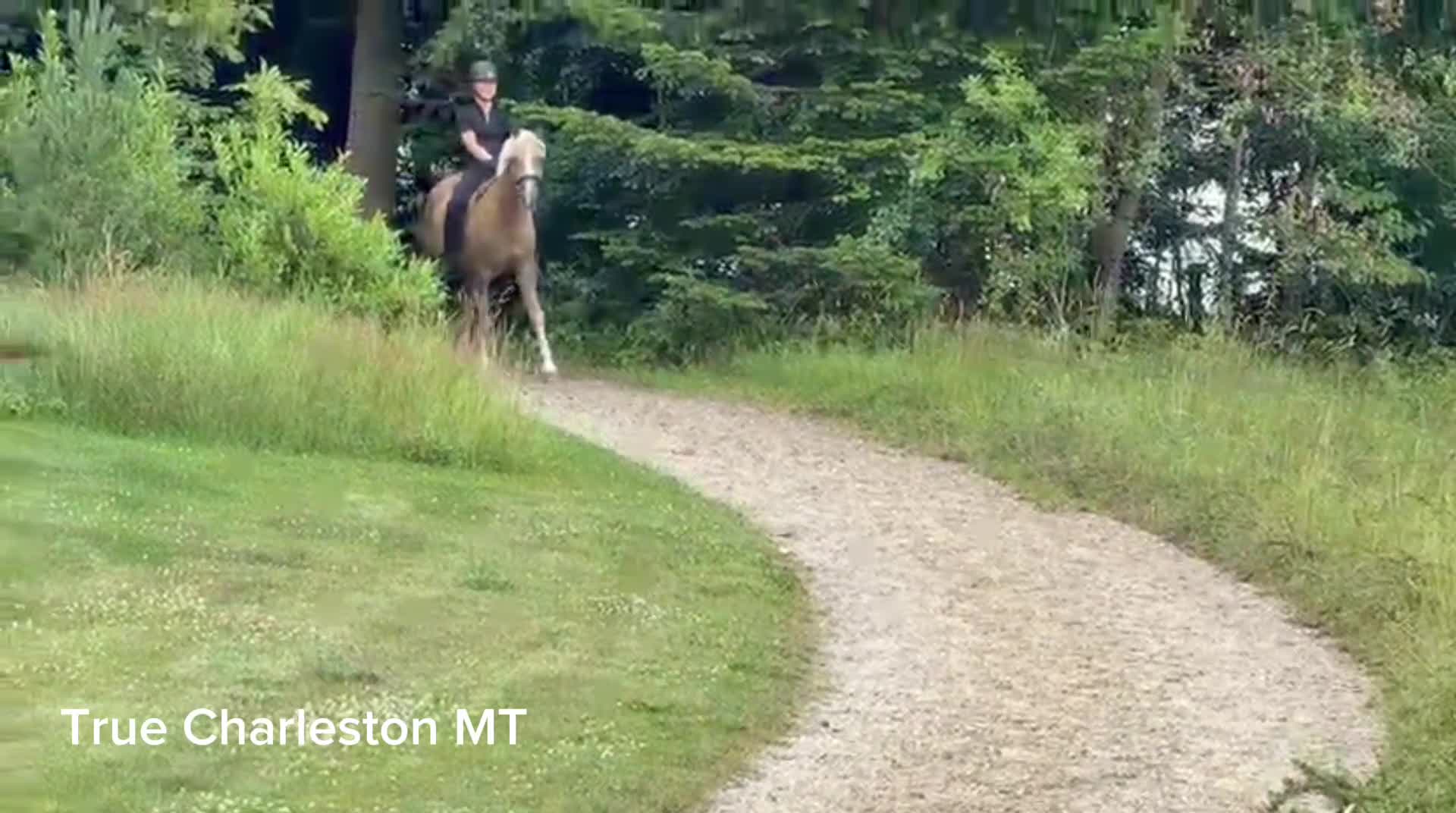 Dressyr hästar till salu: Topp dressyrämne  - Video 2