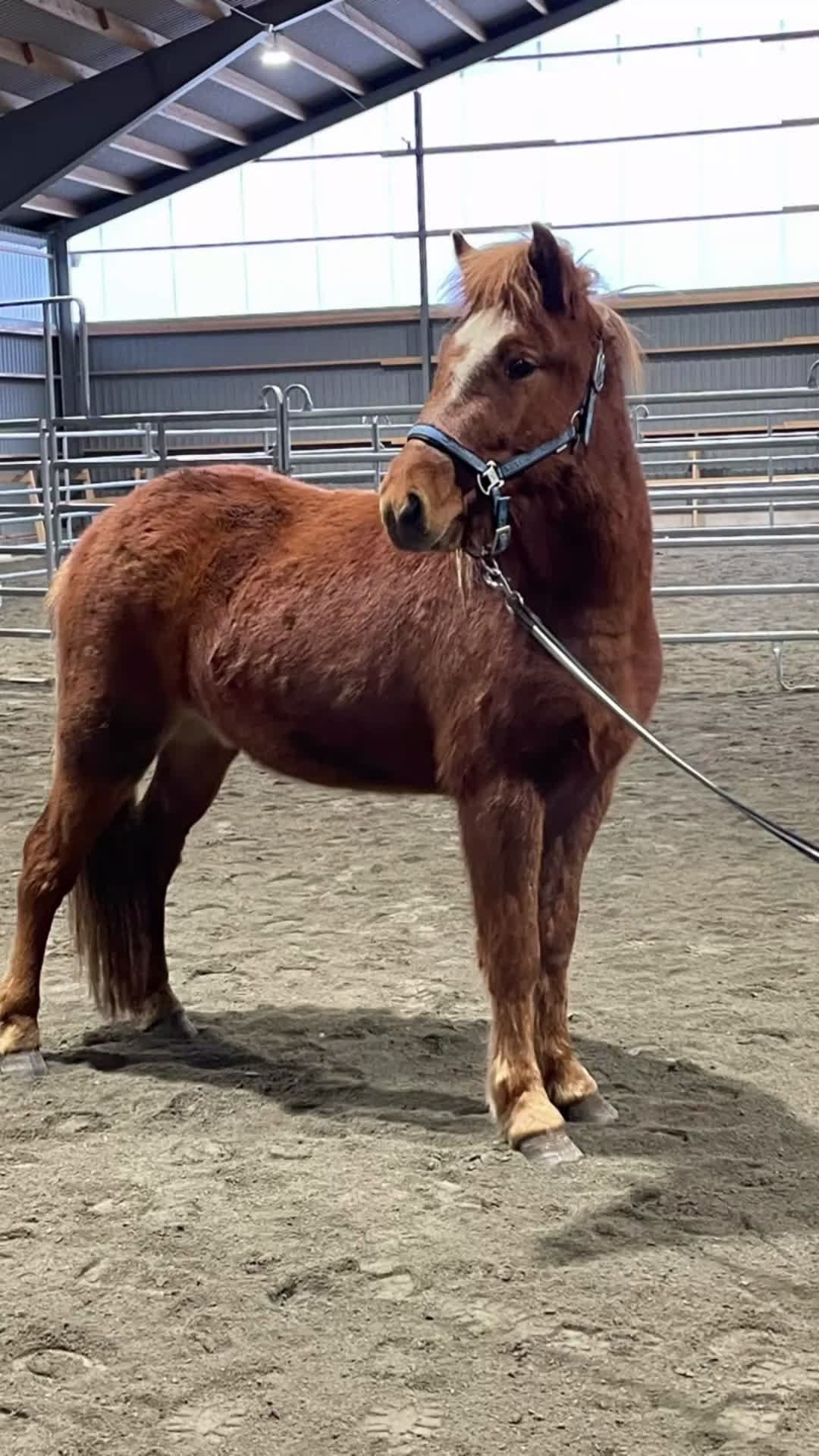 Island hästar till salu: Vacker unghäst i Västerfärnebo - Video 1
