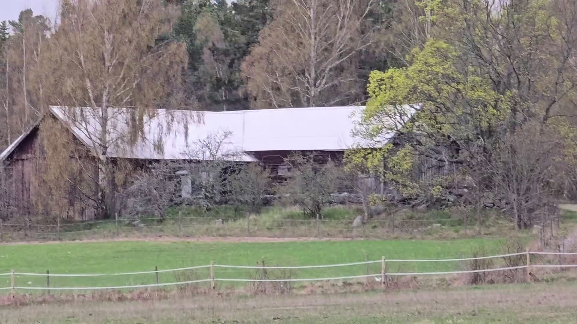 Island hästar till salu: Samtliga hästar  i Sankt Anna - Video 1