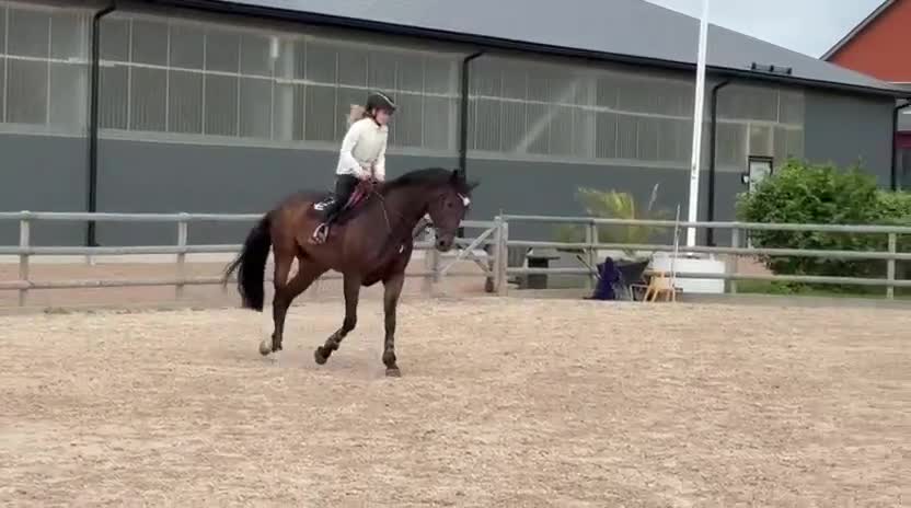 Hoppning hästar till salu: Perfekt Childrens häst  - Video 4