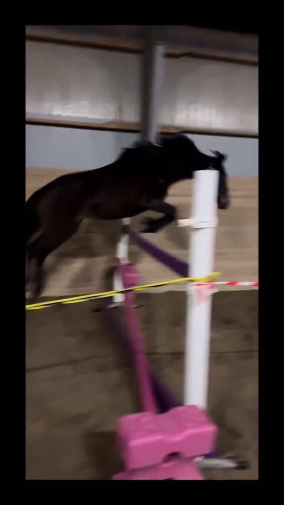 Fälttävlan hästar till salu: Lyxig D-ponny för hoppning  i Skivarp - Video 4