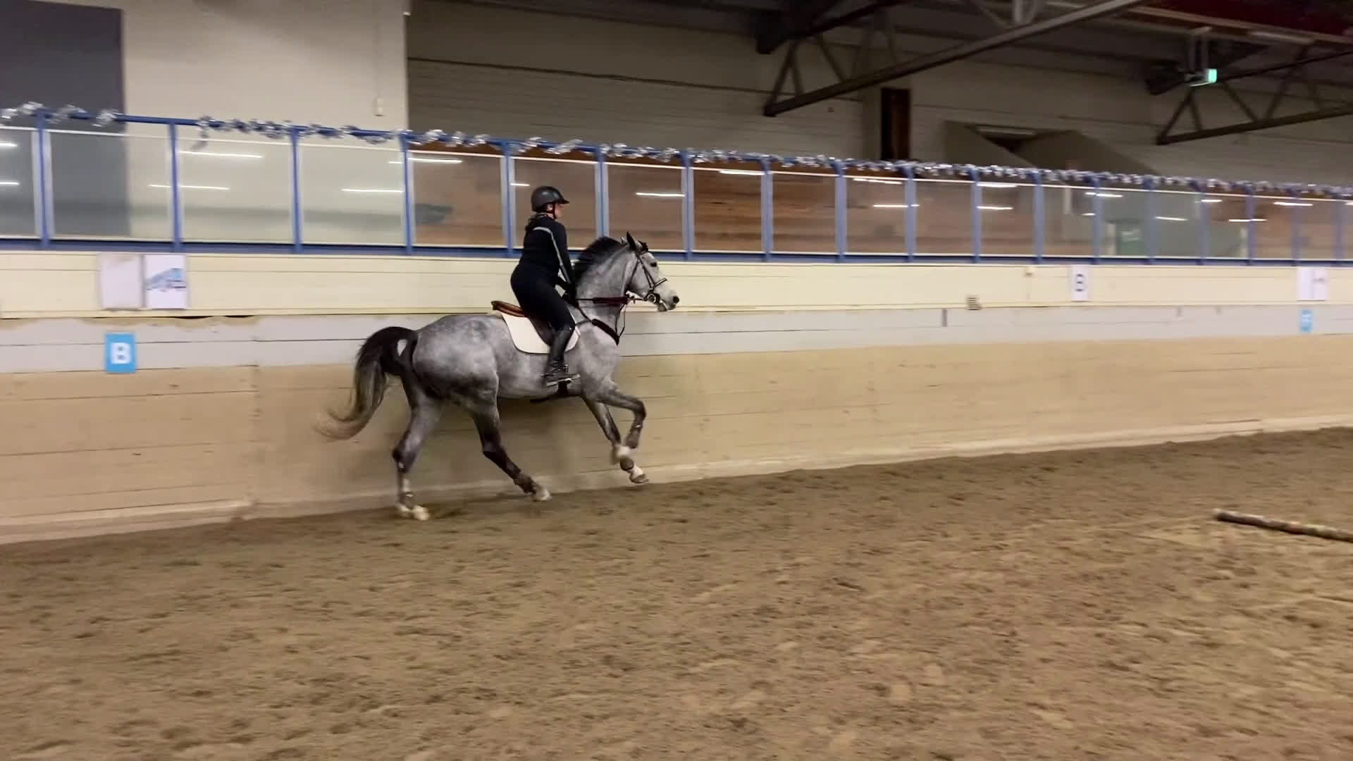 Hoppning hästar till salu: Fantastisk tävlingshäst  - Video 2