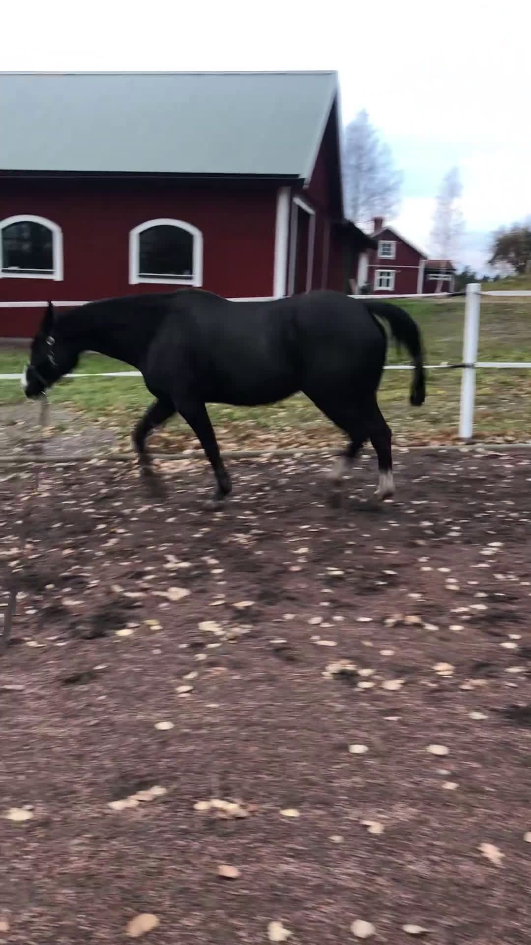  medryttarhäst finnes: Söker rutinerad medryttare  - Video 2