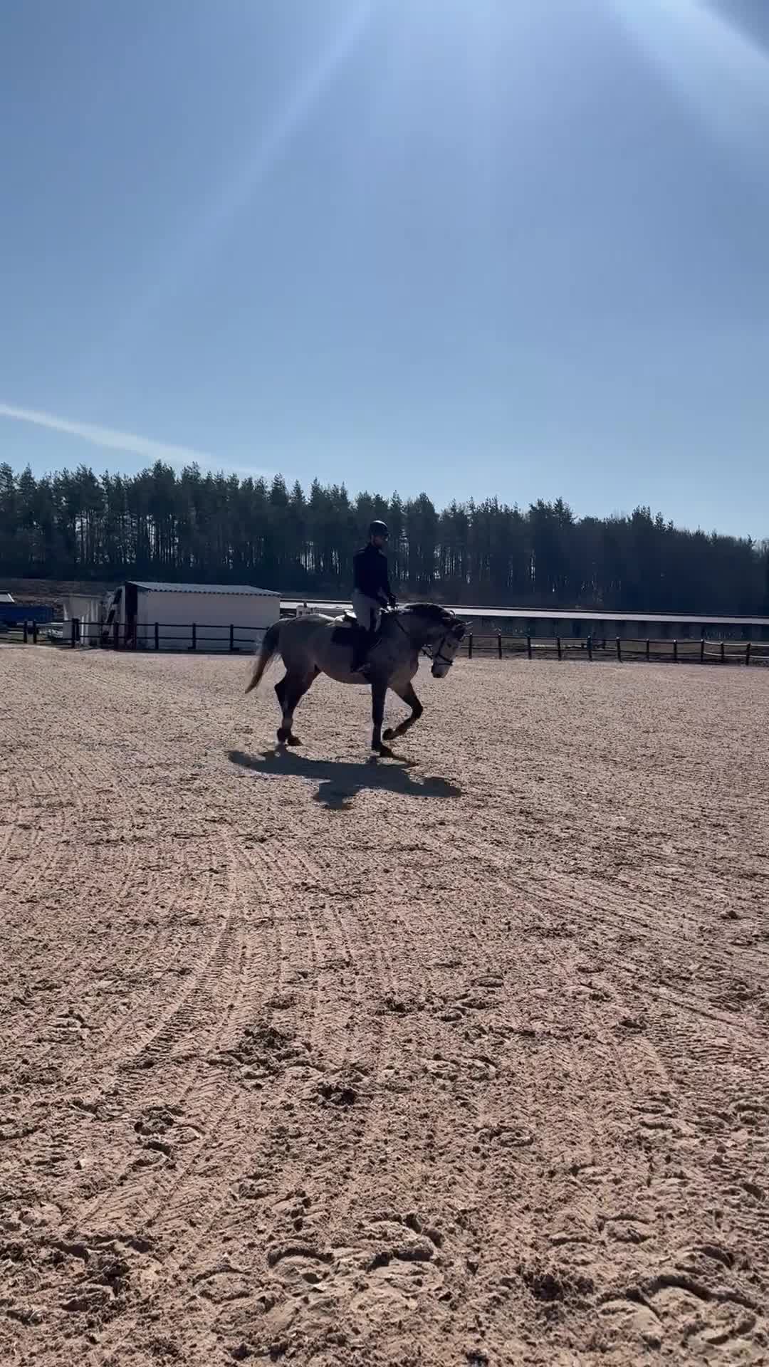 Allround hästar till salu: Häftig valack säljes 🌟  - Video 4