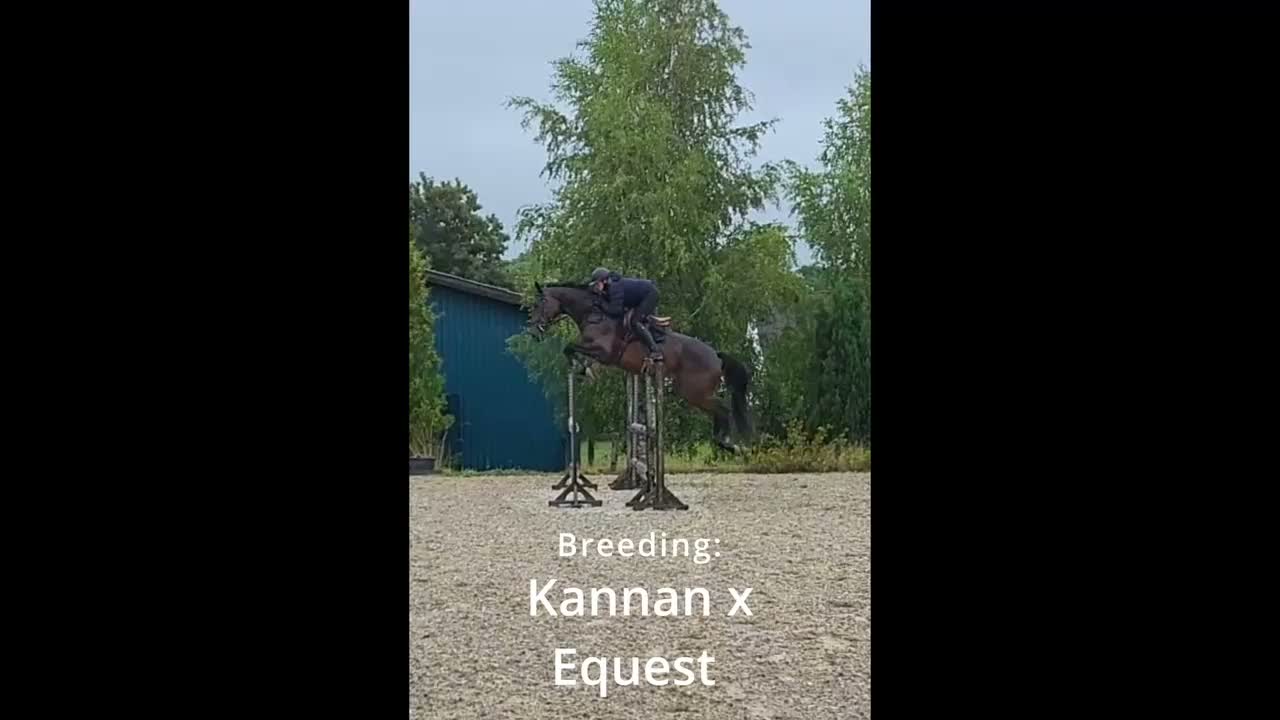 Hoppning hästar till salu: EXCEPTIONELL 7-ÅRIG HOPPHÄST - Video 2