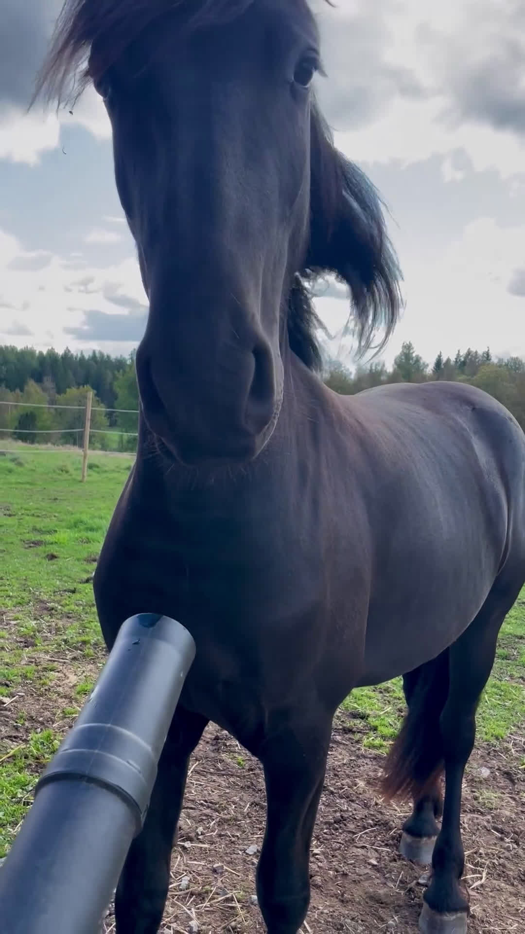 Körning hästar till salu: Super trevlig Frieser valack 3år - Video 2