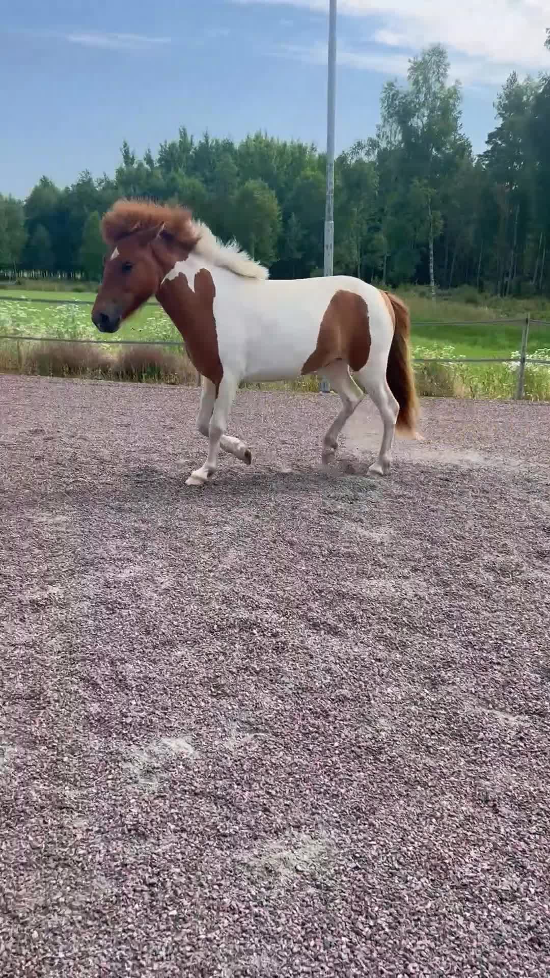 Island hästar till salu: Fint islandssto 2år  - Video 1