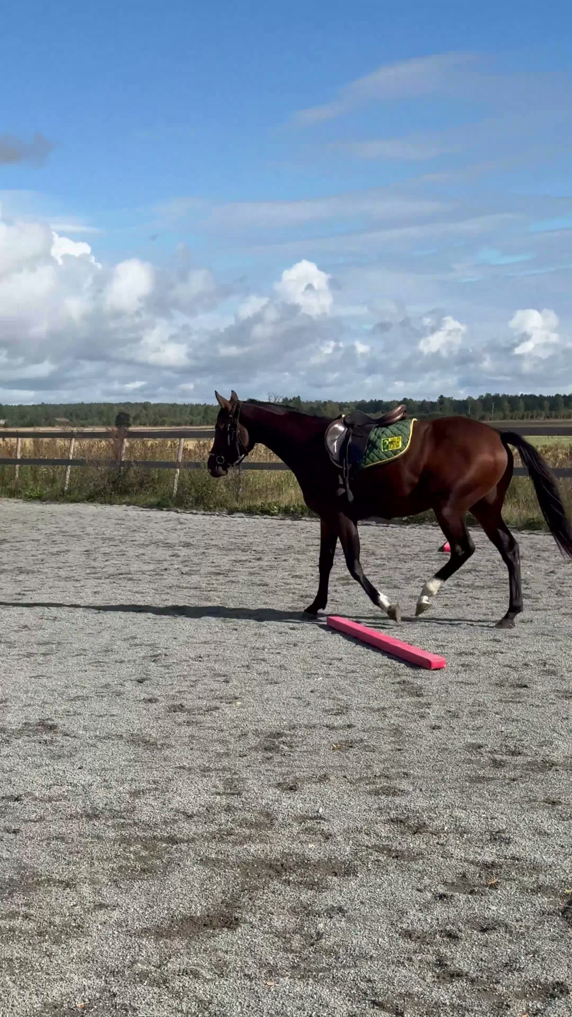 Hoppning hästar till salu: Sportigt sto 2 år e. Diero Lux - Video 1