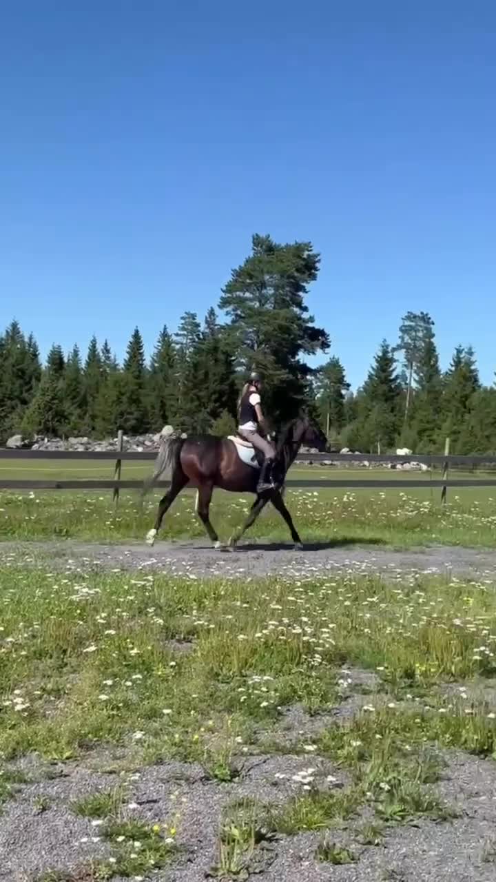 Allround hästar till salu: Snällaste unghästen  - Video 1