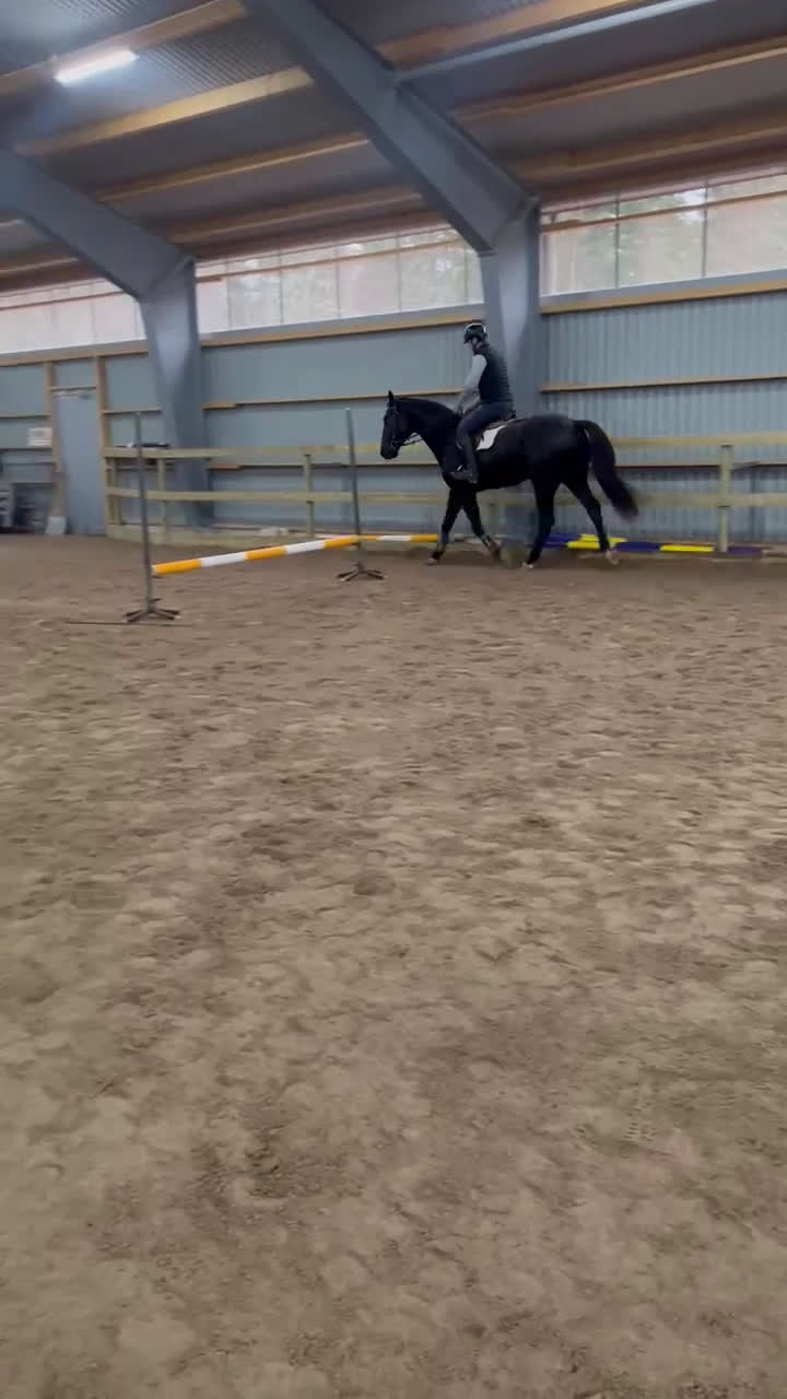 Hoppning hästar till salu: Välstammad & lovande 3-åring i Mönsterås - Video 3