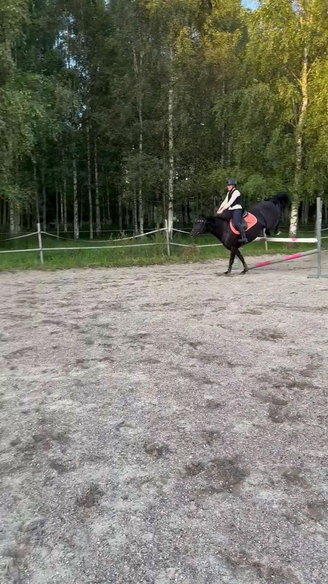 Allround hästar till salu: Världens snällaste ponny säljes💕 i Sköllersta - Video 2