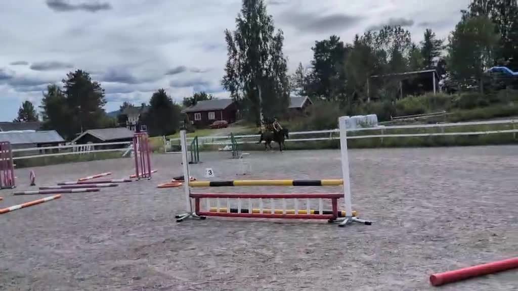 Allround hästar till salu: Vacker Swb valack - Video 3