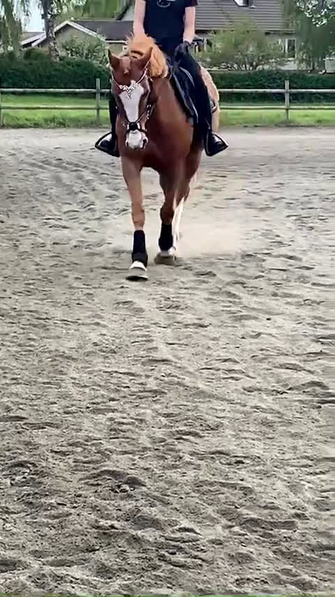 Allround hästar till salu: Akut söker vi nu ett gott hem till vår prinsessa!  - Video 3