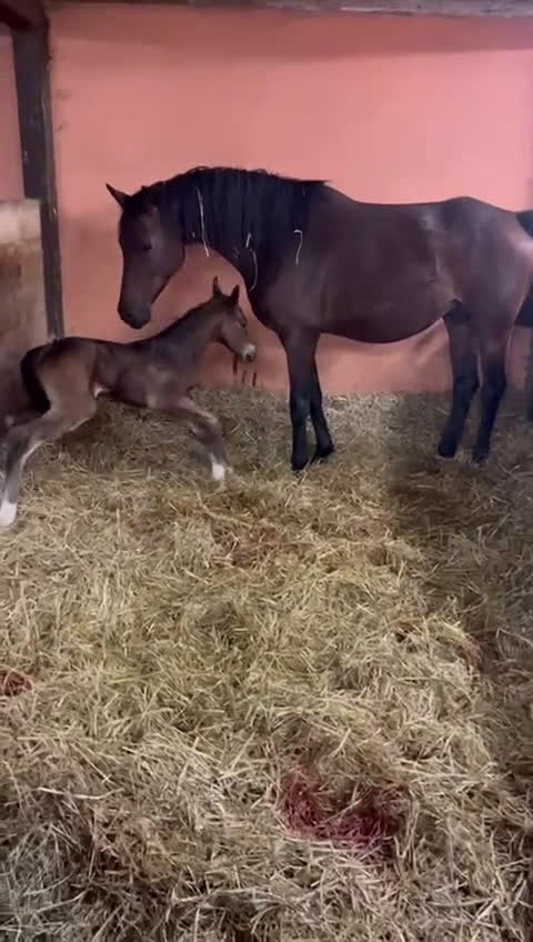 Dressyr hästar till salu: e Hesselhöjs Donkey Boy ue Carlton Hill i Billesholm - Video 1