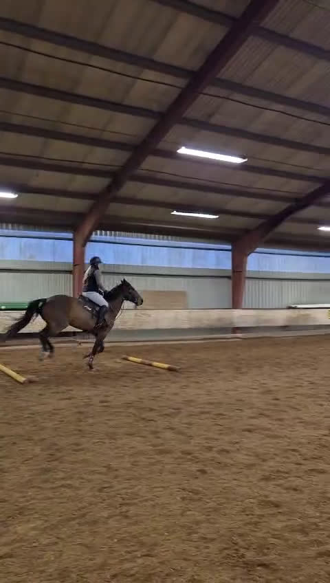 Hoppning hästar till salu: Fantastisk hobby/tävlingskompis efter Kannan  i Linköping - Video 1