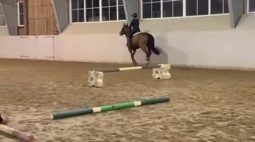 Hoppning hästar till salu: Sto med härlig personlighet ⭐️ - Video 2