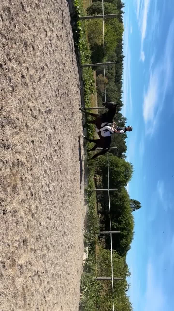 Allround hästar till salu: Ridtravare - Video 1
