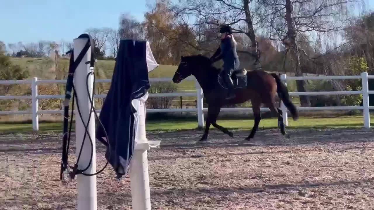 Hoppning hästar till salu: Diplomsto för toppsporten, besiktad+röntgad. i Tollarp - Video 3