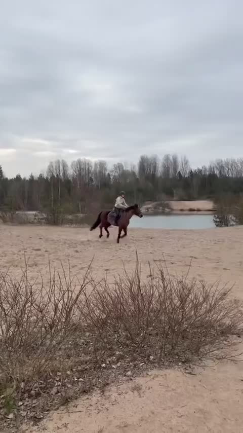 Allround hästar till salu: Läromästare med hjärta av guld! ❤️ - Video 4