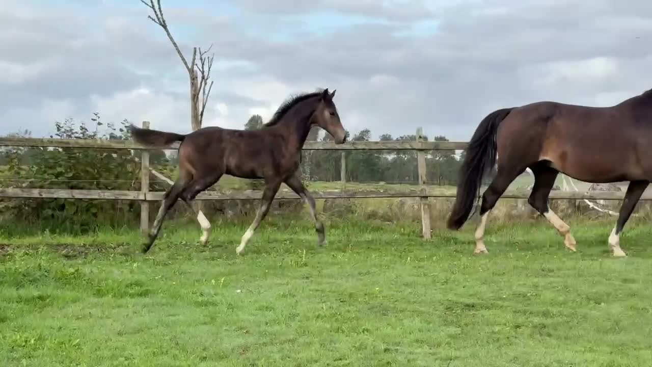 Hoppning hästar till salu: 🌟🌟SWB-hingstföl (e: Caribbean Blue) 🌟 🌟 i Grimeton - Video 3