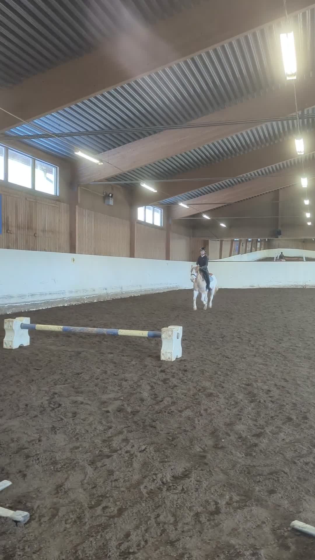 Allround hästar till salu: Sockersöt B-Ponny!❤️🎀 - Video 3