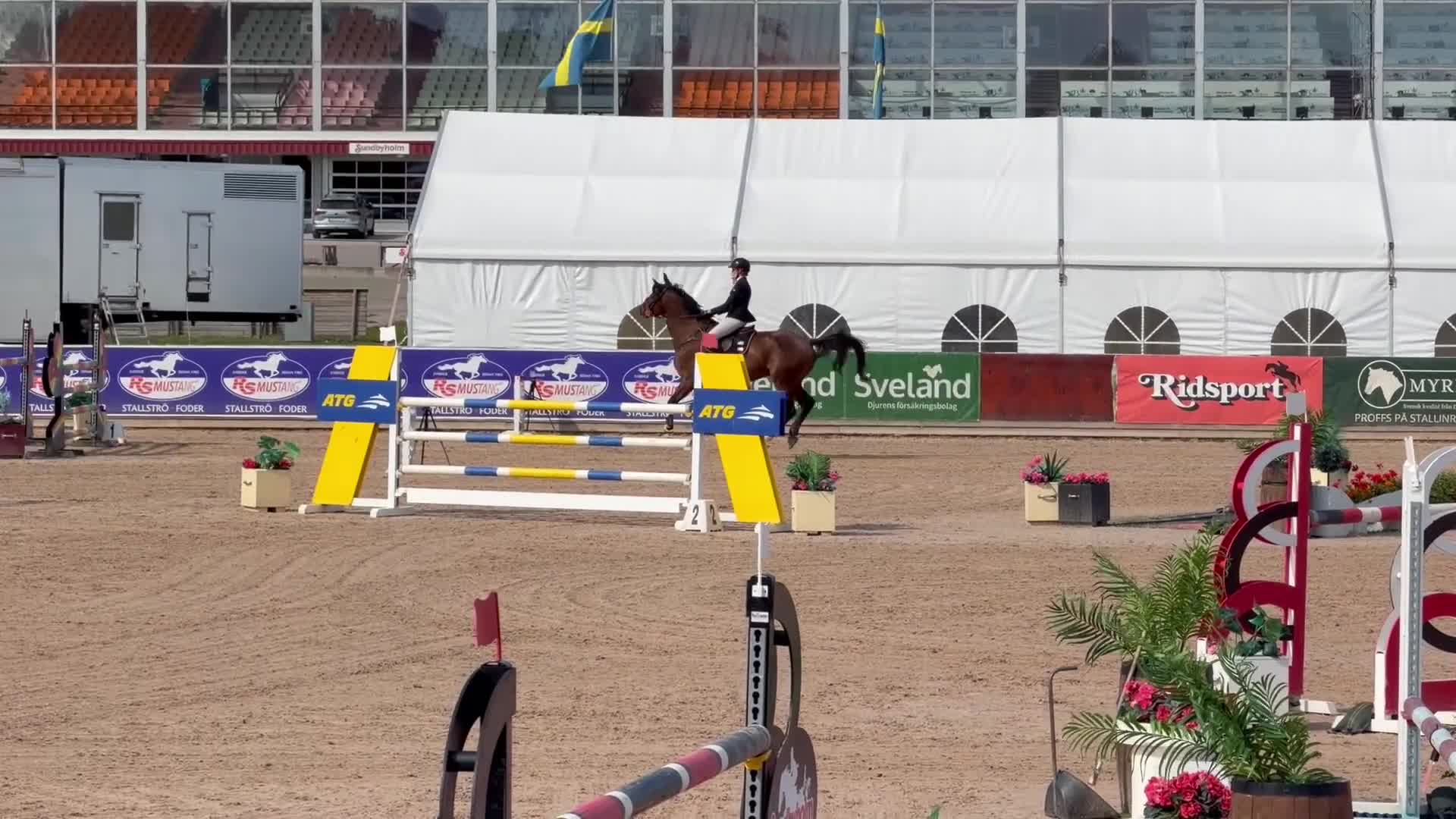 Hoppning hästar till salu: Maffig sporthäst - Video 5