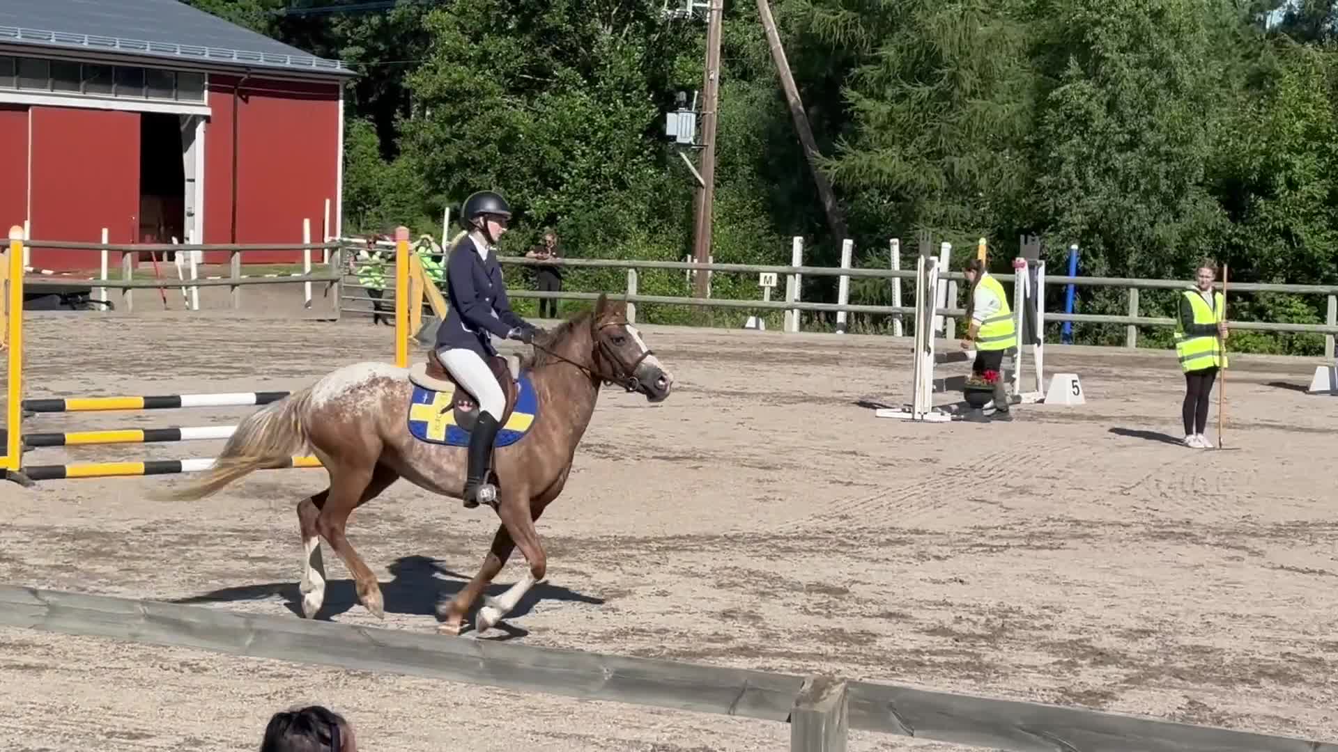 Allround hästar till salu: Pigg blivande rosettplockare  - Video 2