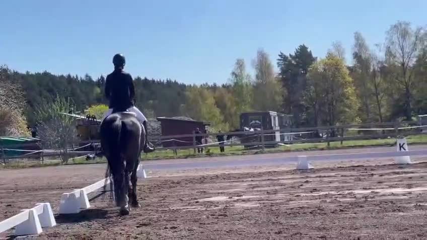 Dressyr hästar till salu: Dressyrhäst söker hem omgående! - Video 2