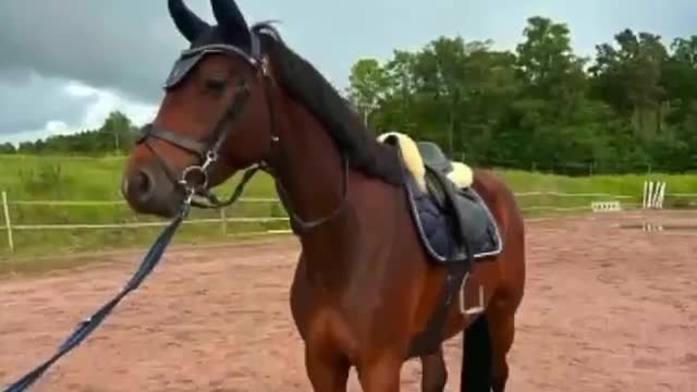 Hoppning hästar till salu: 4-årigt sto hopp/fälttävlan - Video 1