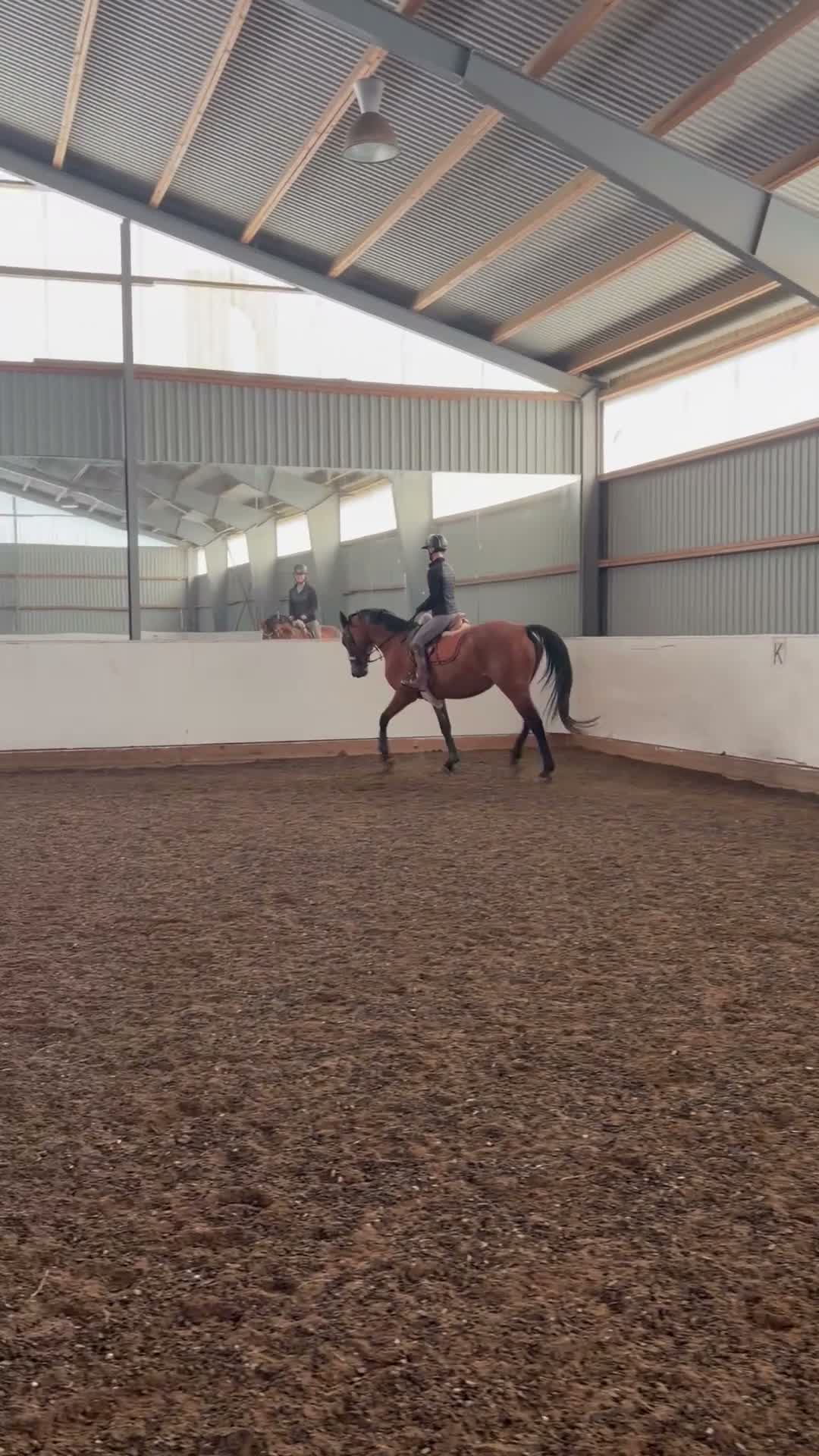 Allround hästar till salu: ✨Ett fantastiskt snällt sto med kvalitet✨ - Video 2