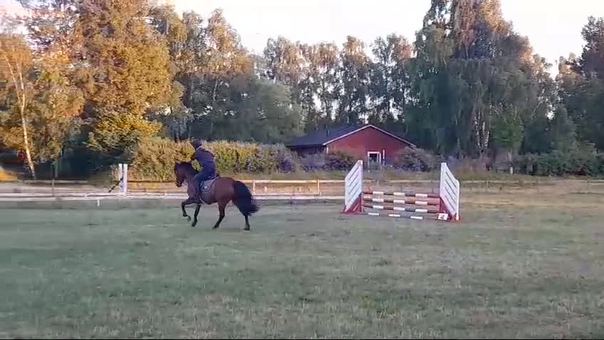 Allround hästar till salu: Personlig d-ponny i Vinslöv - Video 2