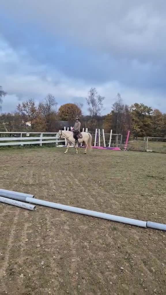Allround hästar till salu: Underbara Tundra!  - Video 1