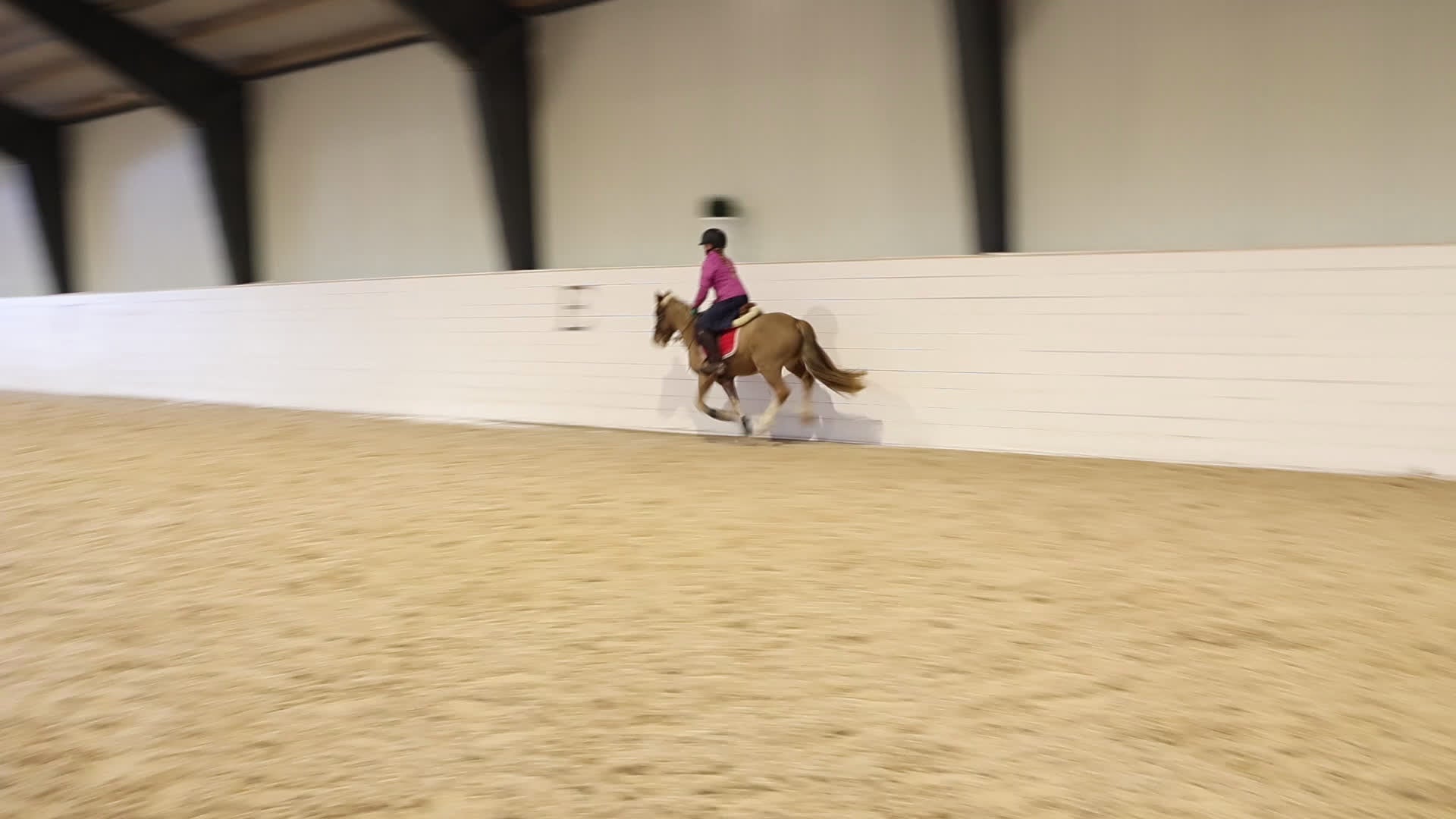 Allround hästar till salu: Underbar B-ponny! - Video 3