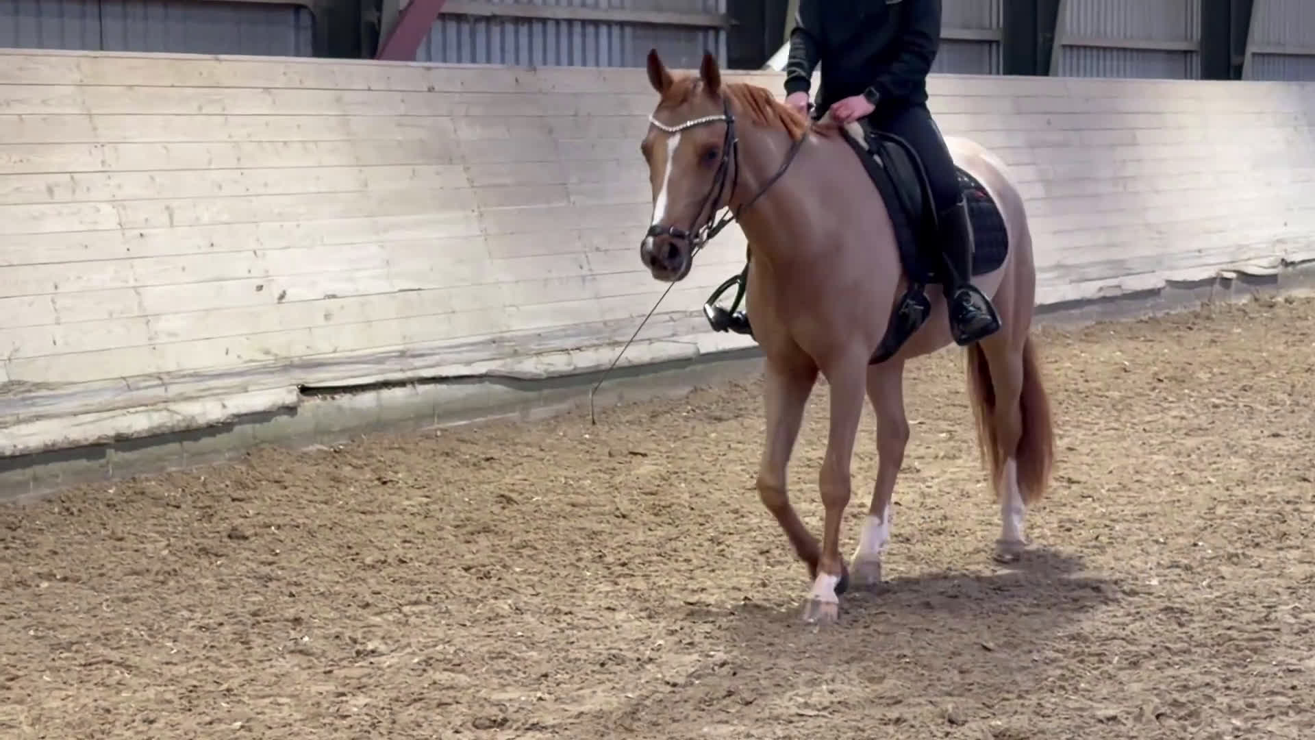 Hoppning hästar till salu: Super sød og alsidig dressurpony – 147 cm i Hårlev - Video 3